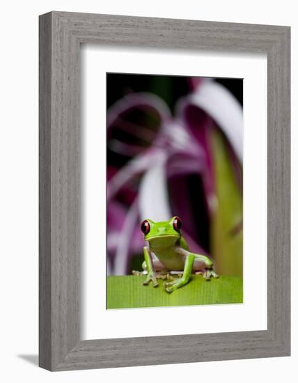 Red Eyed Tree Frog, Costa Rica-Paul Souders-Framed Photographic Print