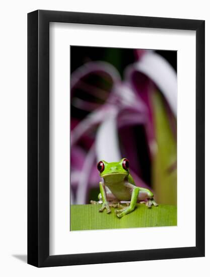 Red Eyed Tree Frog, Costa Rica-Paul Souders-Framed Photographic Print