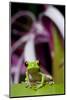 Red Eyed Tree Frog, Costa Rica-Paul Souders-Mounted Photographic Print