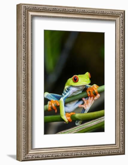 Red Eyed Tree Frog, Costa Rica-Paul Souders-Framed Photographic Print