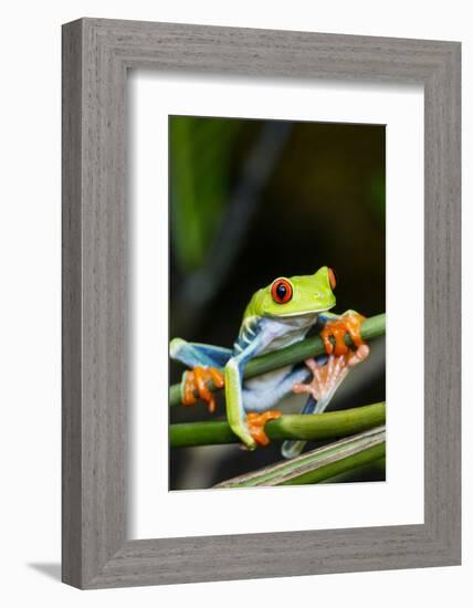 Red Eyed Tree Frog, Costa Rica-Paul Souders-Framed Photographic Print