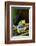 Red Eyed Tree Frog, Costa Rica-Paul Souders-Framed Photographic Print