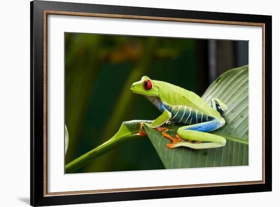 Red Eyed Tree Frog, Costa Rica-Paul Souders-Framed Photographic Print