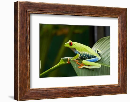 Red Eyed Tree Frog, Costa Rica-Paul Souders-Framed Photographic Print