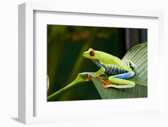 Red Eyed Tree Frog, Costa Rica-Paul Souders-Framed Photographic Print