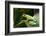 Red Eyed Tree Frog, Costa Rica-Paul Souders-Framed Photographic Print