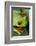 Red Eyed Tree Frog, Costa Rica-Paul Souders-Framed Photographic Print