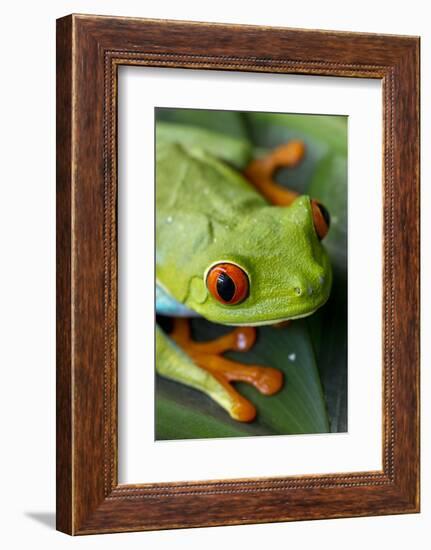 Red Eyed Tree Frog, Costa Rica-Paul Souders-Framed Photographic Print