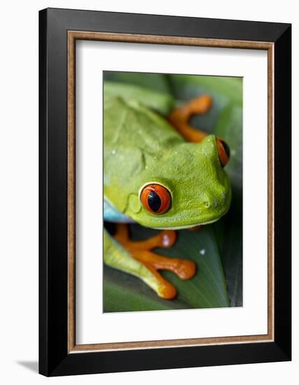 Red Eyed Tree Frog, Costa Rica-Paul Souders-Framed Photographic Print