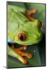 Red Eyed Tree Frog, Costa Rica-Paul Souders-Mounted Photographic Print