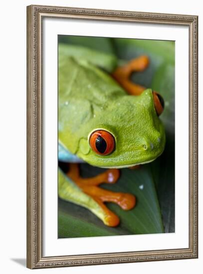 Red Eyed Tree Frog, Costa Rica-Paul Souders-Framed Photographic Print