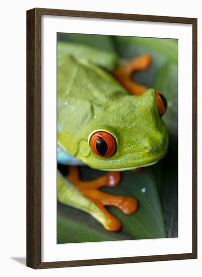 Red Eyed Tree Frog, Costa Rica-Paul Souders-Framed Photographic Print