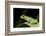 Red Eyed Tree Frog, Costa Rica-Paul Souders-Framed Photographic Print