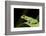 Red Eyed Tree Frog, Costa Rica-Paul Souders-Framed Photographic Print