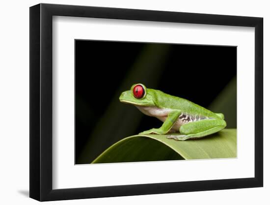 Red Eyed Tree Frog, Costa Rica-Paul Souders-Framed Photographic Print