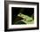 Red Eyed Tree Frog, Costa Rica-Paul Souders-Framed Photographic Print