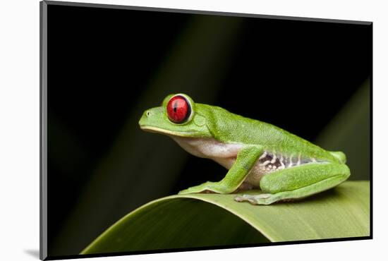 Red Eyed Tree Frog, Costa Rica-Paul Souders-Mounted Photographic Print