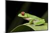 Red Eyed Tree Frog, Costa Rica-Paul Souders-Mounted Photographic Print