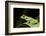 Red Eyed Tree Frog, Costa Rica-Paul Souders-Framed Photographic Print