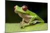 Red Eyed Tree Frog, Costa Rica-Paul Souders-Mounted Photographic Print