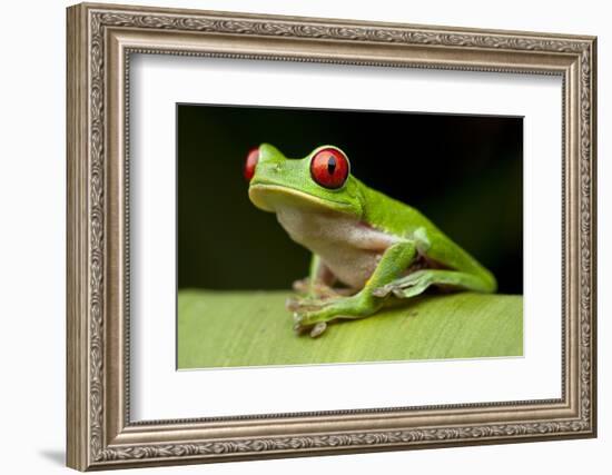 Red Eyed Tree Frog, Costa Rica-Paul Souders-Framed Photographic Print