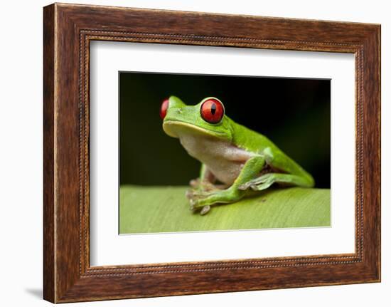 Red Eyed Tree Frog, Costa Rica-Paul Souders-Framed Photographic Print