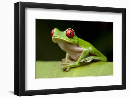 Red Eyed Tree Frog, Costa Rica-Paul Souders-Framed Photographic Print