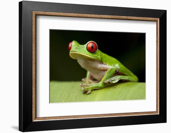 Red Eyed Tree Frog, Costa Rica-Paul Souders-Framed Photographic Print