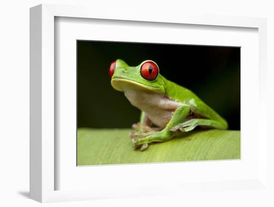 Red Eyed Tree Frog, Costa Rica-Paul Souders-Framed Photographic Print