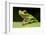 Red Eyed Tree Frog, Costa Rica-Paul Souders-Framed Photographic Print