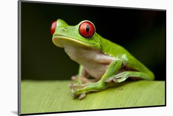 Red Eyed Tree Frog, Costa Rica-Paul Souders-Mounted Photographic Print