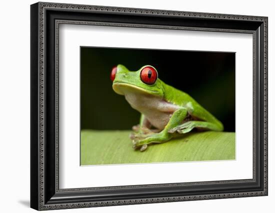 Red Eyed Tree Frog, Costa Rica-Paul Souders-Framed Photographic Print