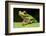 Red Eyed Tree Frog, Costa Rica-Paul Souders-Framed Photographic Print