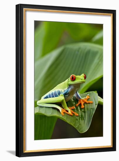 Red Eyed Tree Frog, Costa Rica-Paul Souders-Framed Photographic Print