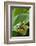 Red Eyed Tree Frog, Costa Rica-Paul Souders-Framed Photographic Print