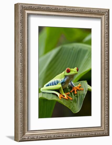 Red Eyed Tree Frog, Costa Rica-Paul Souders-Framed Photographic Print