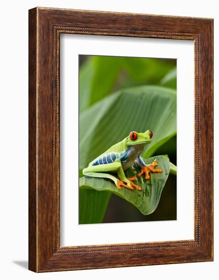 Red Eyed Tree Frog, Costa Rica-Paul Souders-Framed Photographic Print