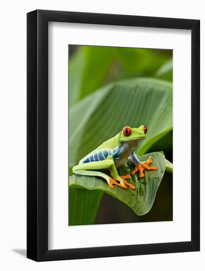 Red Eyed Tree Frog, Costa Rica-Paul Souders-Framed Photographic Print