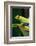 Red Eyed Tree Frog, Costa Rica-Paul Souders-Framed Photographic Print