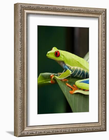 Red Eyed Tree Frog, Costa Rica-Paul Souders-Framed Photographic Print