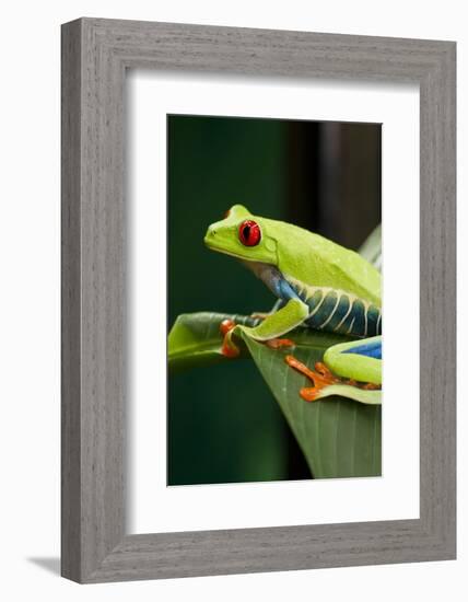 Red Eyed Tree Frog, Costa Rica-Paul Souders-Framed Photographic Print