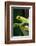 Red Eyed Tree Frog, Costa Rica-Paul Souders-Framed Photographic Print