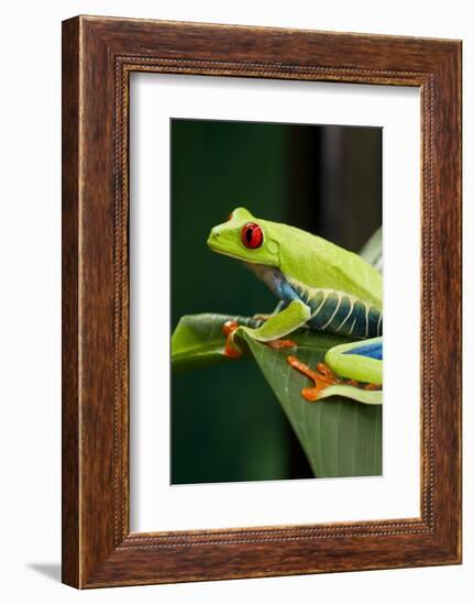 Red Eyed Tree Frog, Costa Rica-Paul Souders-Framed Photographic Print