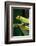 Red Eyed Tree Frog, Costa Rica-Paul Souders-Framed Photographic Print