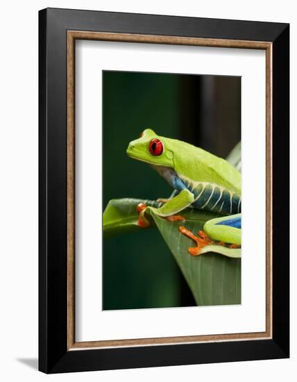 Red Eyed Tree Frog, Costa Rica-Paul Souders-Framed Photographic Print