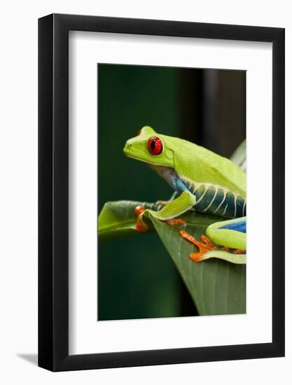 Red Eyed Tree Frog, Costa Rica-Paul Souders-Framed Photographic Print