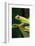 Red Eyed Tree Frog, Costa Rica-Paul Souders-Framed Photographic Print