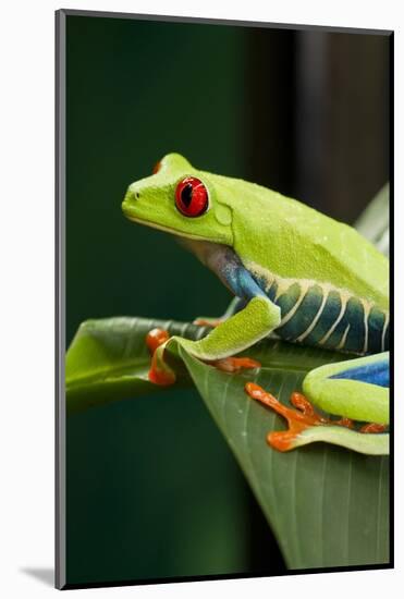 Red Eyed Tree Frog, Costa Rica-Paul Souders-Mounted Photographic Print