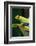 Red Eyed Tree Frog, Costa Rica-Paul Souders-Framed Photographic Print