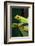 Red Eyed Tree Frog, Costa Rica-Paul Souders-Framed Photographic Print